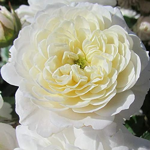 Rosa Frothy - rosa de fragancia discreta - Árbol de Rosas Miniatura - rosal de pie alto - blanco - Samuel Darragh McGredy IV.- forma de corona compacta - Rosal de árbol con flores pequeñas que florecen abundantemente.